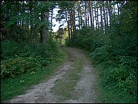 Road Through The Pines.jpg