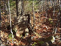 Stump 1.jpg