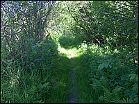 Trail By Creek 1.jpg