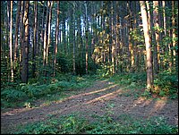 Trail Off Of Main Trail In The Pines.jpg