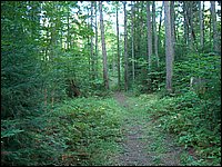 Trail by old Spring.jpg