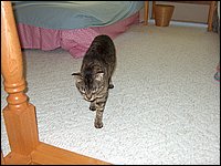 Swallowdale Inn B&B 30.jpg
