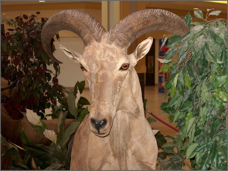 Wildlife Museum 02.jpg