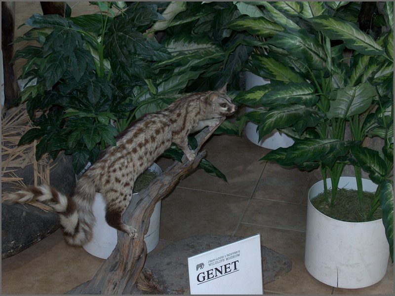 Wildlife Museum 04.jpg