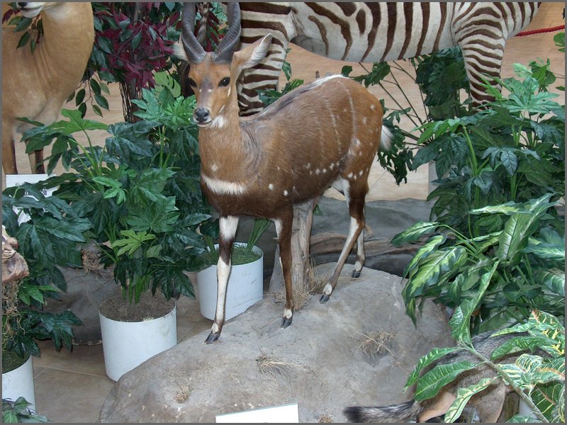 Wildlife Museum 08.jpg