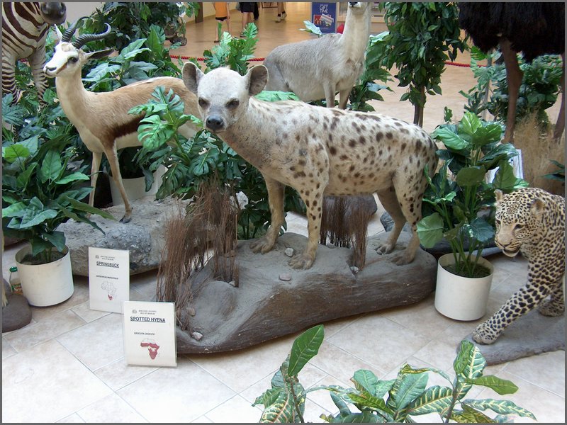 Wildlife Museum 13.jpg