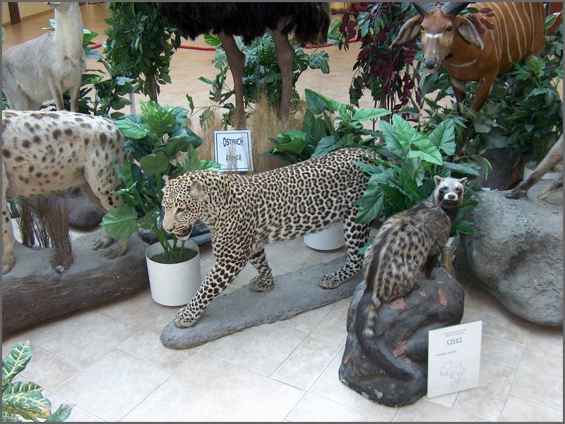 Wildlife Museum 15.jpg