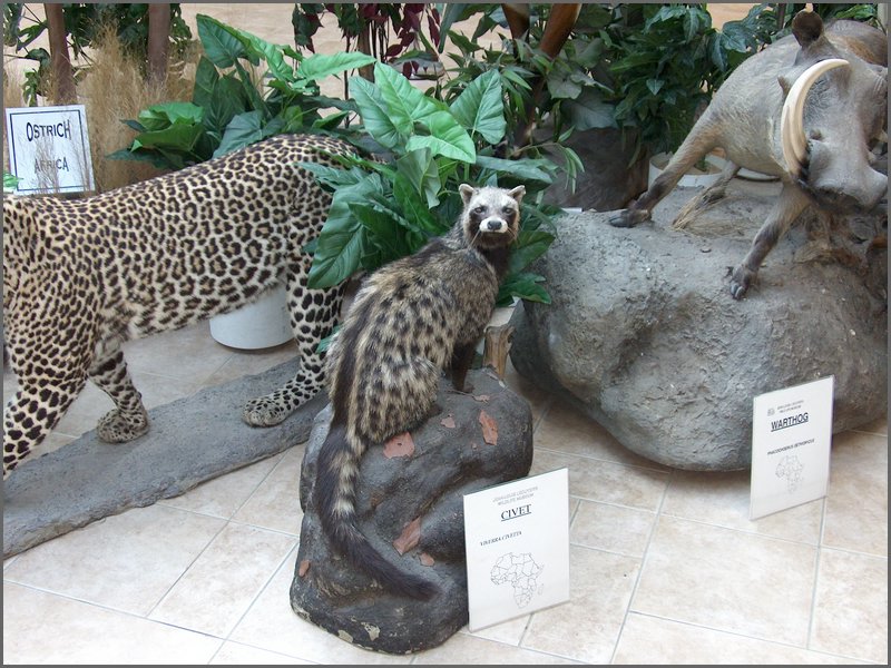 Wildlife Museum 16.jpg