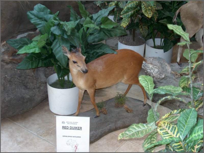 Wildlife Museum 20.jpg