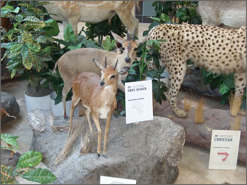 Wildlife Museum 22.jpg