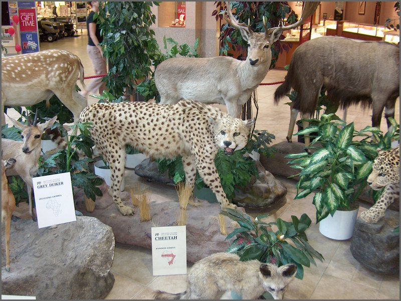 Wildlife Museum 24.jpg
