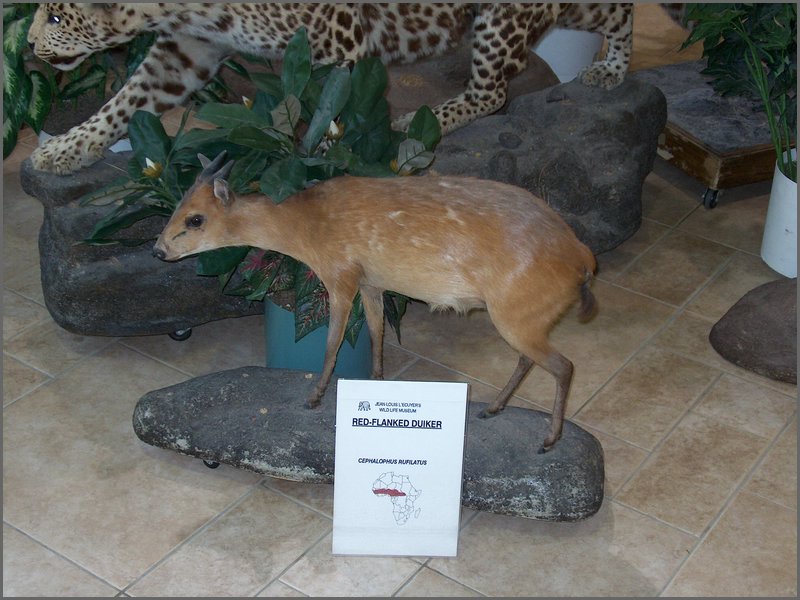 Wildlife Museum 26.jpg