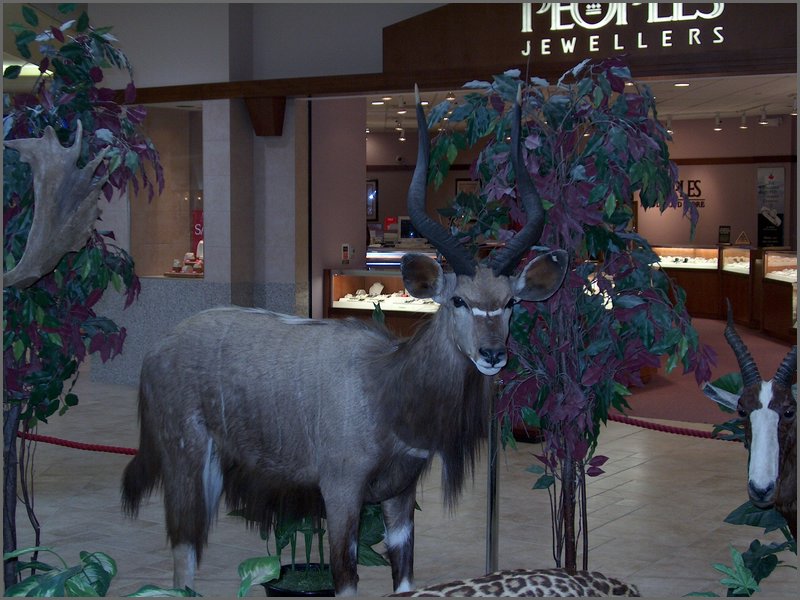 Wildlife Museum 28.jpg