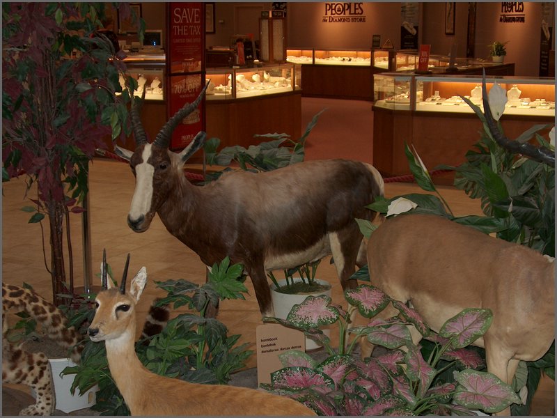 Wildlife Museum 30.jpg