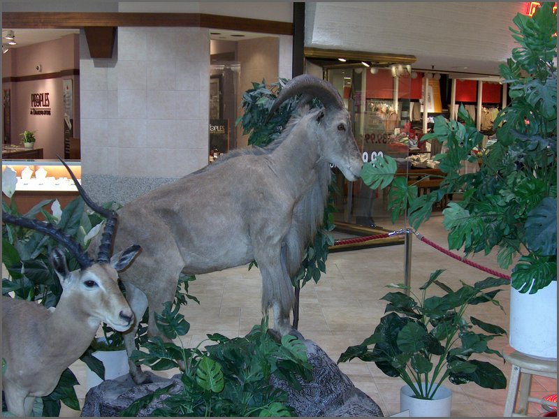 Wildlife Museum 32.jpg