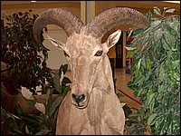 Wildlife Museum 02.jpg