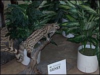 Wildlife Museum 04.jpg