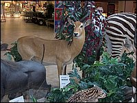 Wildlife Museum 06.jpg