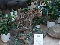 Wildlife Museum 07.jpg