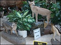 Wildlife Museum 09.jpg