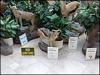 Wildlife Museum 11.jpg