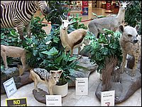 Wildlife Museum 12.jpg