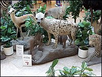 Wildlife Museum 13.jpg