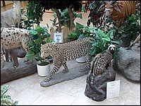 Wildlife Museum 15.jpg