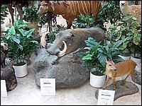Wildlife Museum 18.jpg
