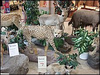 Wildlife Museum 24.jpg