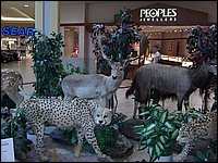 Wildlife Museum 25.jpg