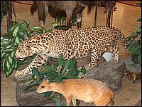 Wildlife Museum 27.jpg