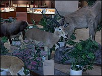 Wildlife Museum 31.jpg