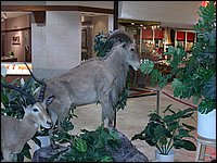 Wildlife Museum 32.jpg