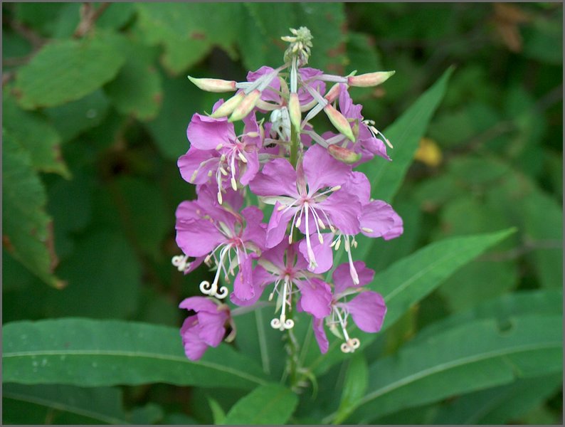 Purple Flowers.jpg