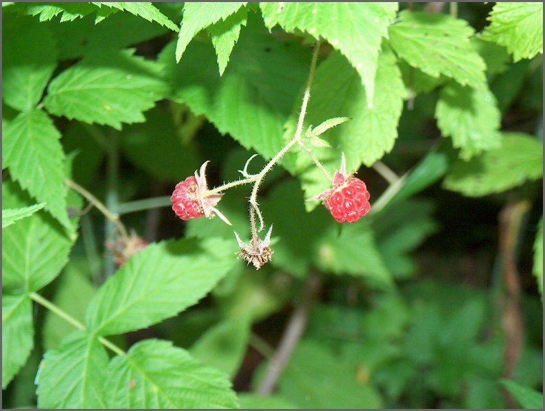 Raspberries.jpg