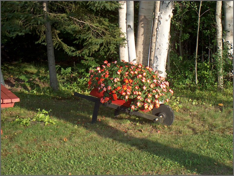 Wheelbarrow Of Flowers.jpg