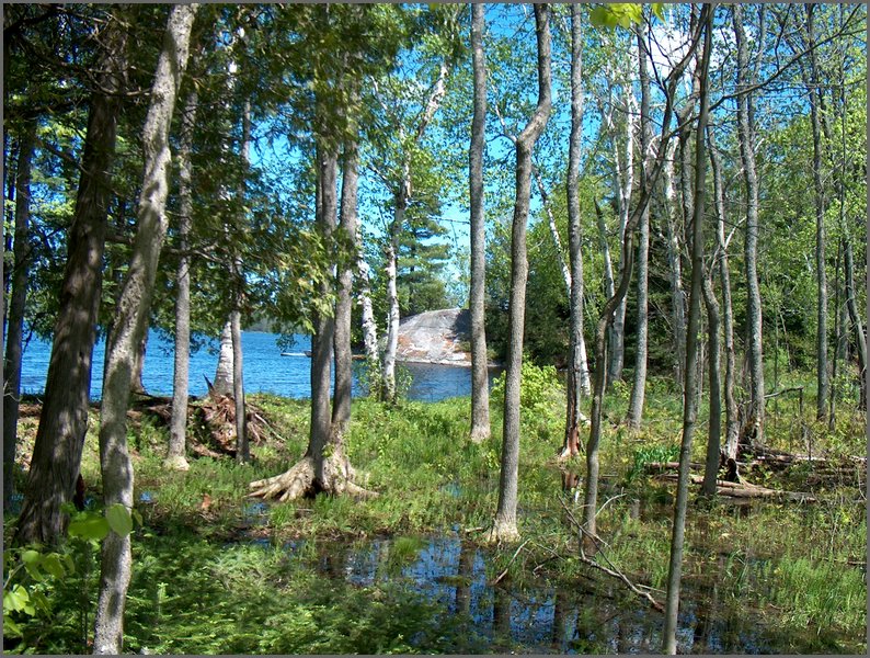 Wolfe Lake May 2004b.jpg