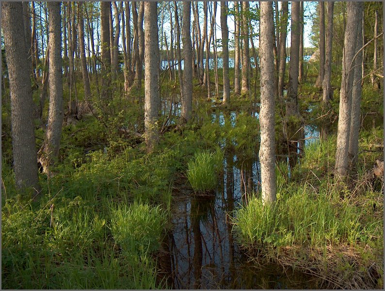 Wolfe Lake May 2004o.jpg
