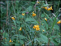 Flowers At Wolfe Lake.jpg