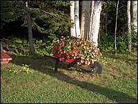 Wheelbarrow Of Flowers.jpg