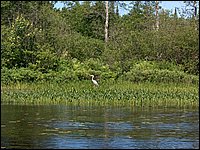 Wolfe Lake July 2004s.jpg