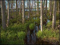 Wolfe Lake May 2004o.jpg